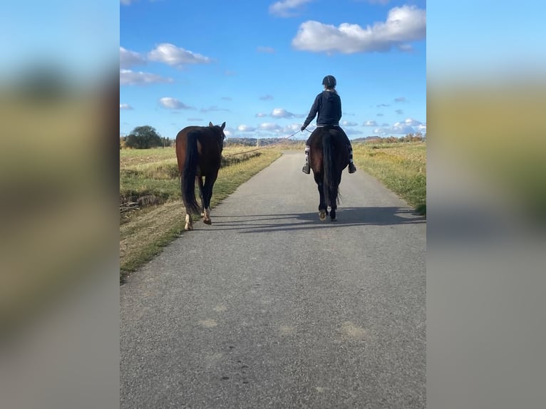 Franse draver Merrie 6 Jaar 163 cm Bruin in Feinfeld