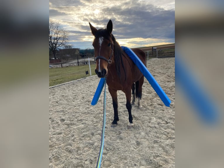 Franse draver Merrie 6 Jaar 163 cm Bruin in Feinfeld