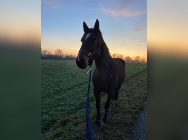 Franse draver Merrie 6 Jaar 163 cm Bruin in Feinfeld