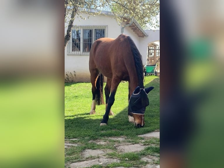 Franse draver Merrie 6 Jaar 163 cm Bruin in Feinfeld