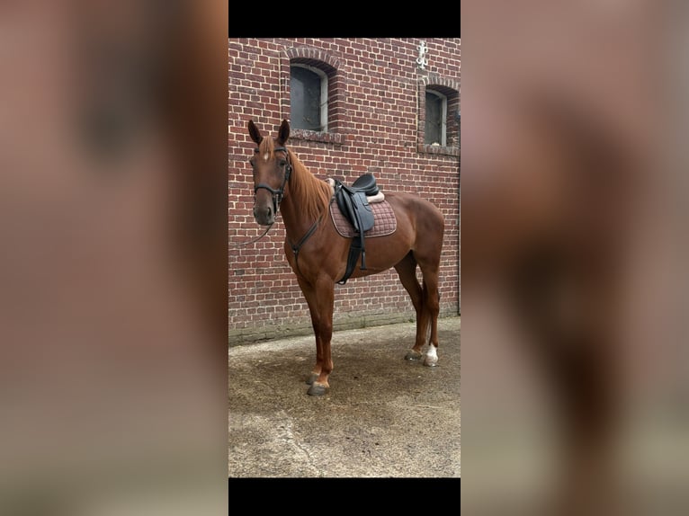 Franse draver Merrie 6 Jaar 166 cm Vos in EPENANCOURT