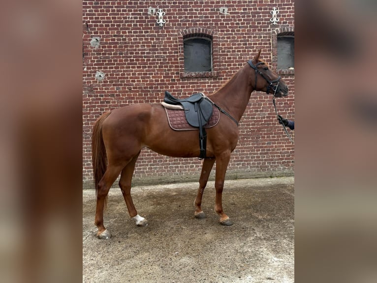 Franse draver Merrie 6 Jaar 166 cm Vos in EPENANCOURT