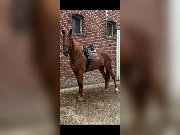 Franse draver Merrie 6 Jaar 166 cm Vos in EPENANCOURT