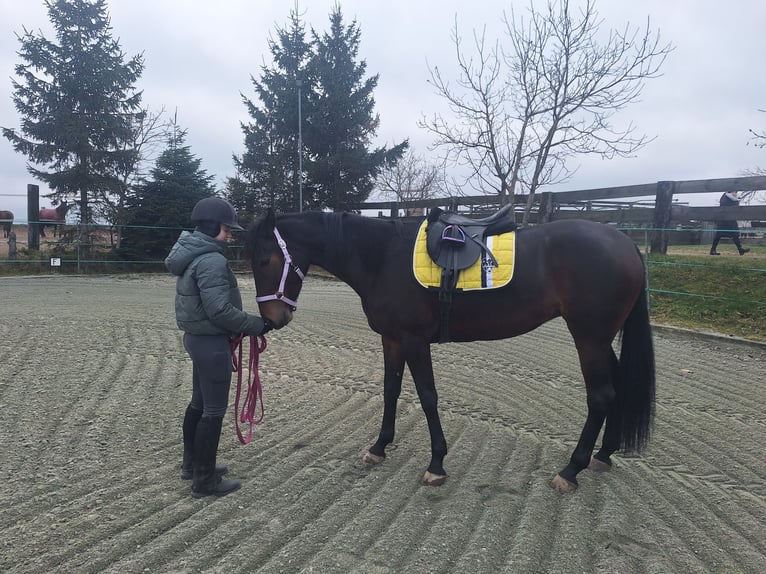 Franse draver Merrie 6 Jaar 168 cm Donkerbruin in Lembach