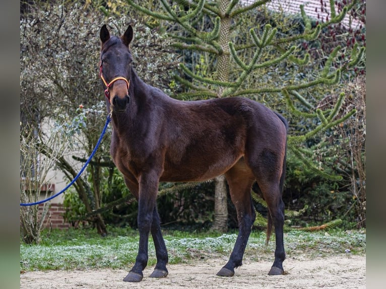 Franse draver Merrie 6 Jaar 170 cm Donkerbruin in Saint-Paul