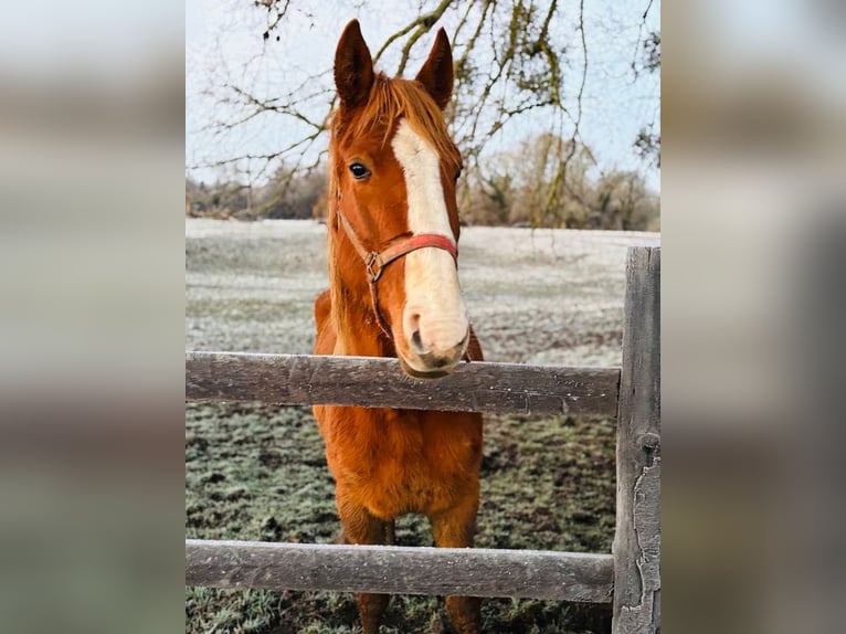 Franse draver Merrie 6 Jaar Bruin in Herzele