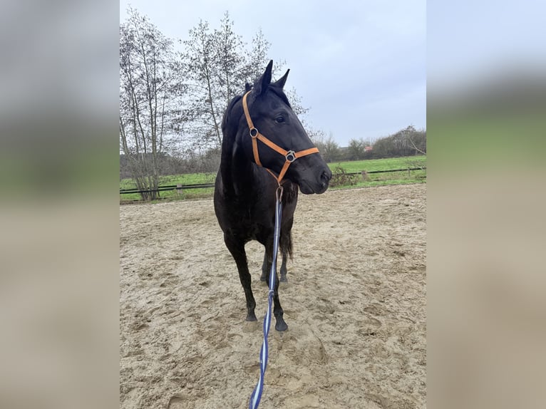 Franse draver Merrie 7 Jaar 160 cm Zwart in Heusden