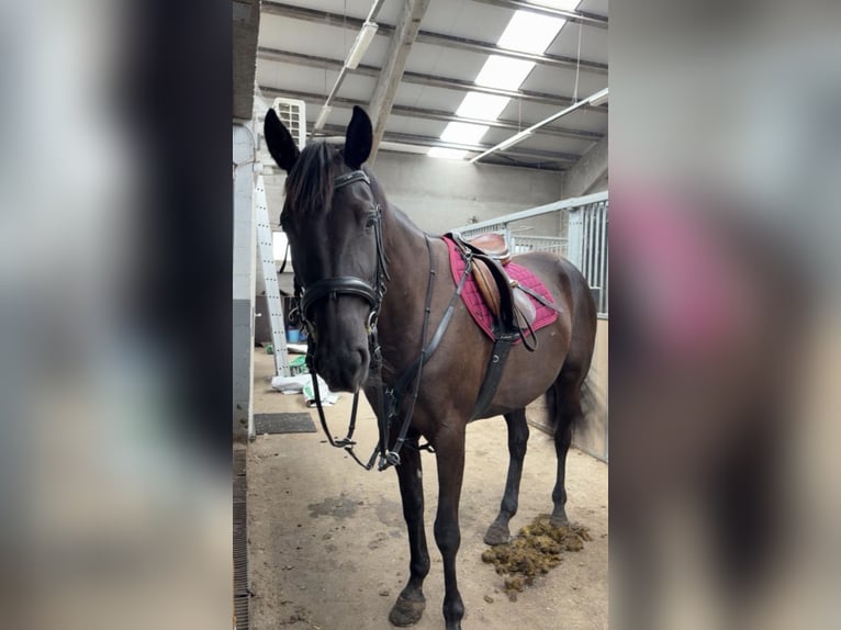 Franse draver Merrie 7 Jaar 160 cm Zwart in Heusden