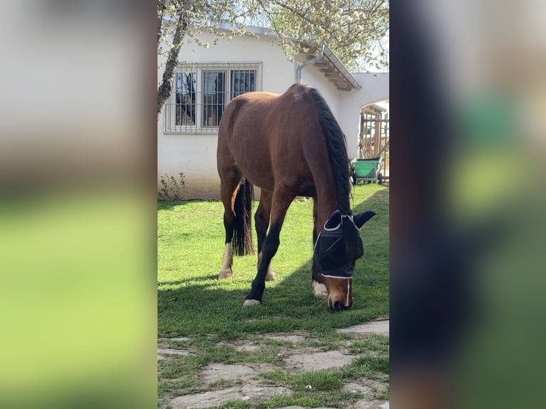 Franse draver Merrie 7 Jaar 163 cm Bruin in Feinfeld