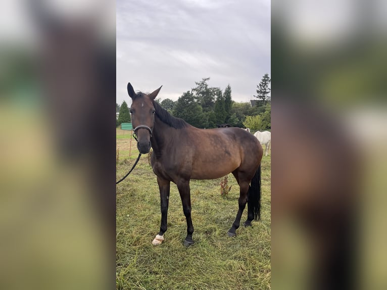 Franse draver Merrie 7 Jaar 170 cm Donkerbruin in Dortmund