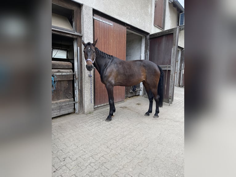 Franse draver Merrie 7 Jaar 170 cm Donkerbruin in Dortmund