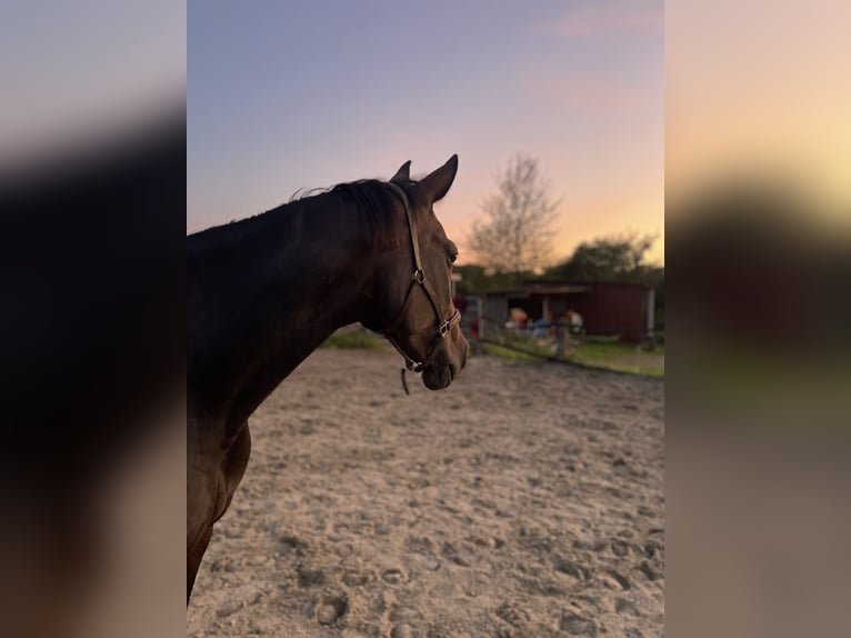 Franse draver Merrie 7 Jaar 170 cm Donkerbruin in Dortmund