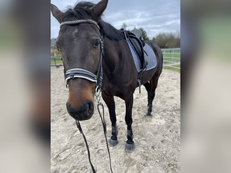 Franse draver Merrie 7 Jaar 170 cm Donkerbruin in Dortmund