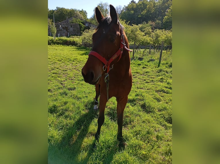 Franse draver Merrie 7 Jaar 178 cm Bruin in Alcouce, O (Quintela De Leirado)