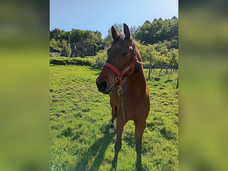 Franse draver Merrie 7 Jaar 178 cm Bruin in Alcouce, O (Quintela De Leirado)