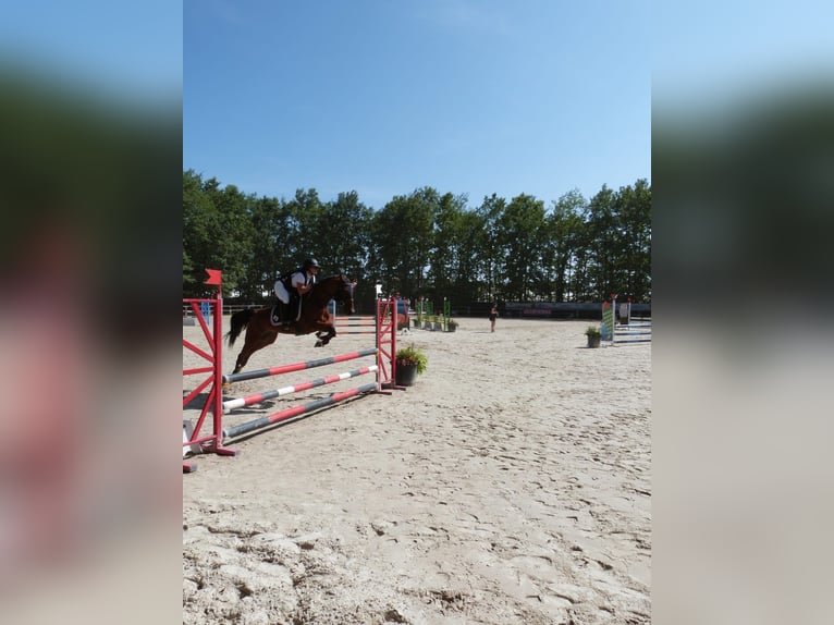 Franse draver Merrie 8 Jaar 151 cm Bruin in Beautor