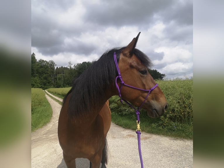 Franse draver Merrie 8 Jaar 160 cm Bruin in Rumendingen