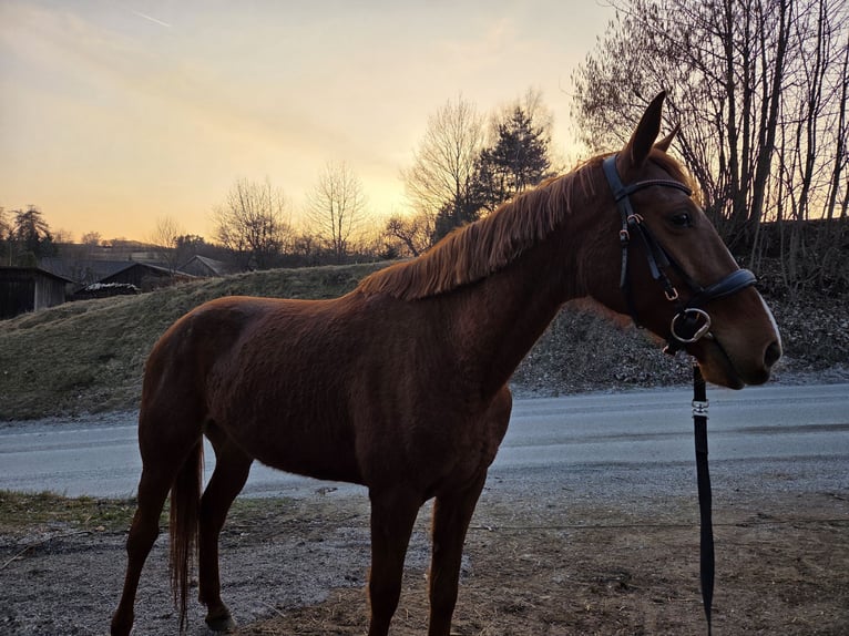 Franse draver Merrie 8 Jaar 160 cm Vos in Waldhausen