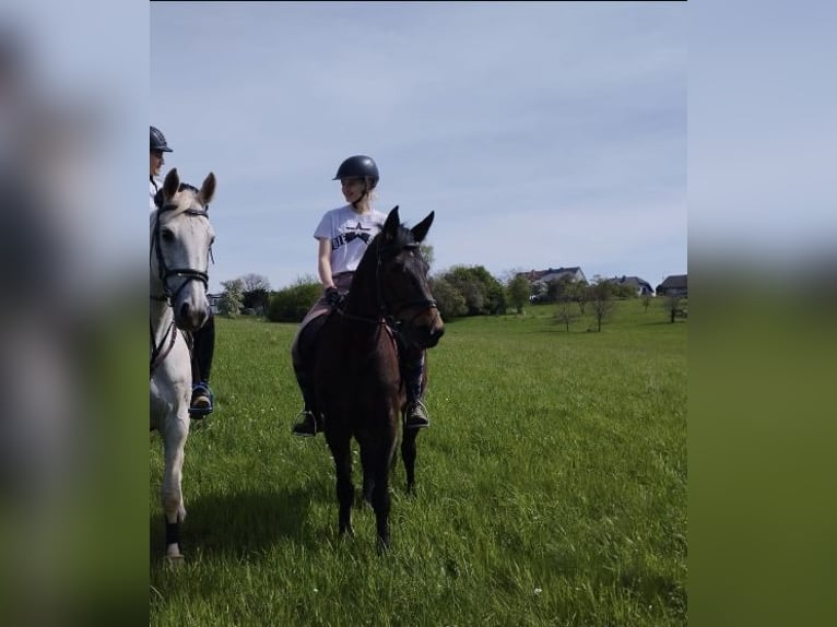 Franse draver Merrie 8 Jaar Bruin in Heusweiler