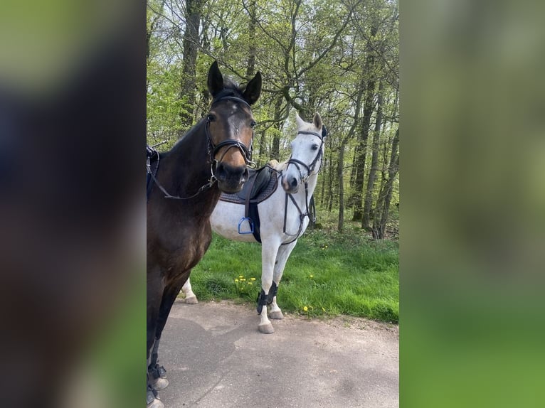 Franse draver Merrie 8 Jaar Bruin in Heusweiler