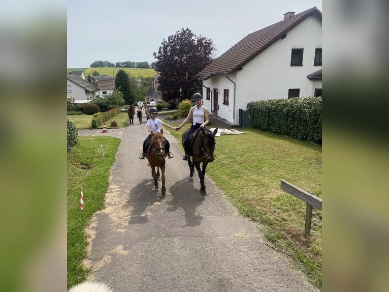 Franse draver Merrie 8 Jaar Bruin in Heusweiler