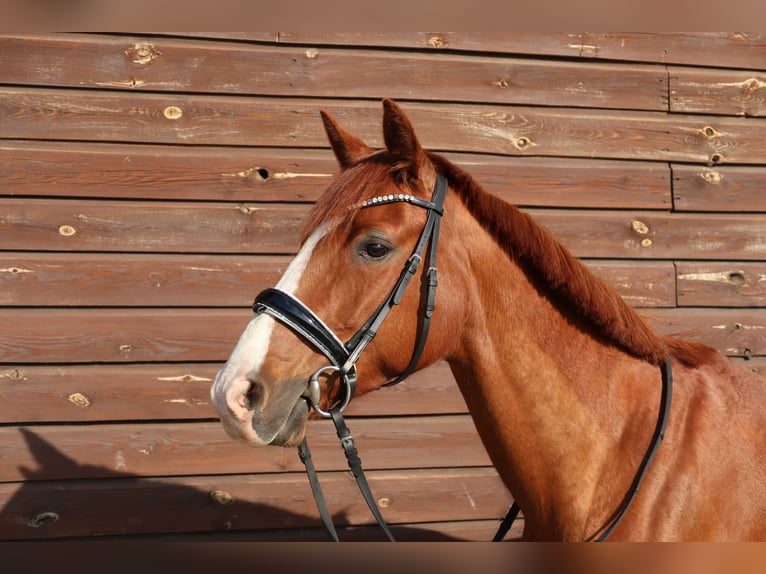 Franse draver Merrie 9 Jaar 157 cm Vos in Berlin