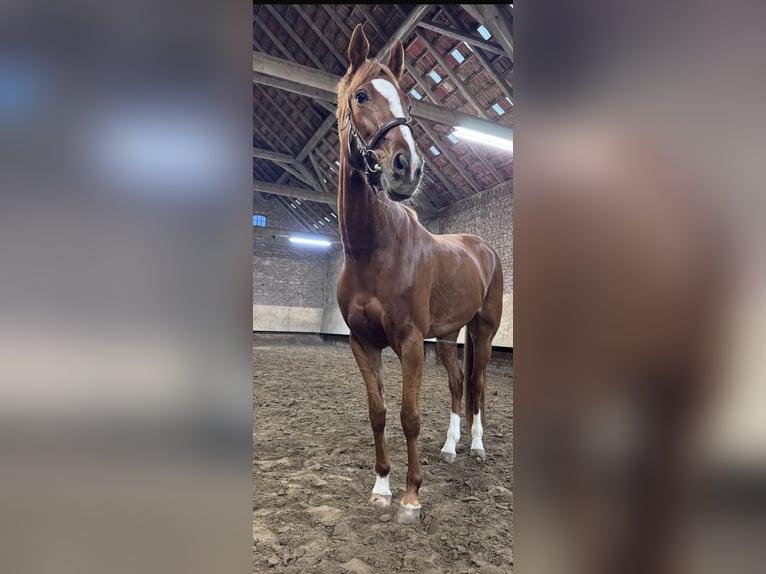 Franse draver Merrie 9 Jaar 158 cm Vos in Gelsenkirchen