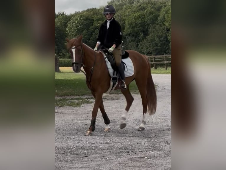 Franse draver Merrie 9 Jaar 158 cm Vos in Gelsenkirchen