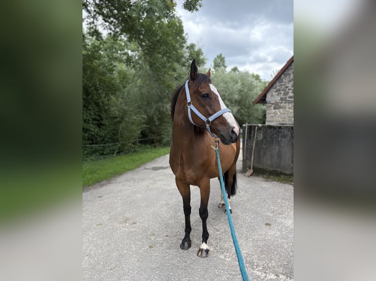 Franse draver Ruin 10 Jaar 163 cm Bruin in Detmold