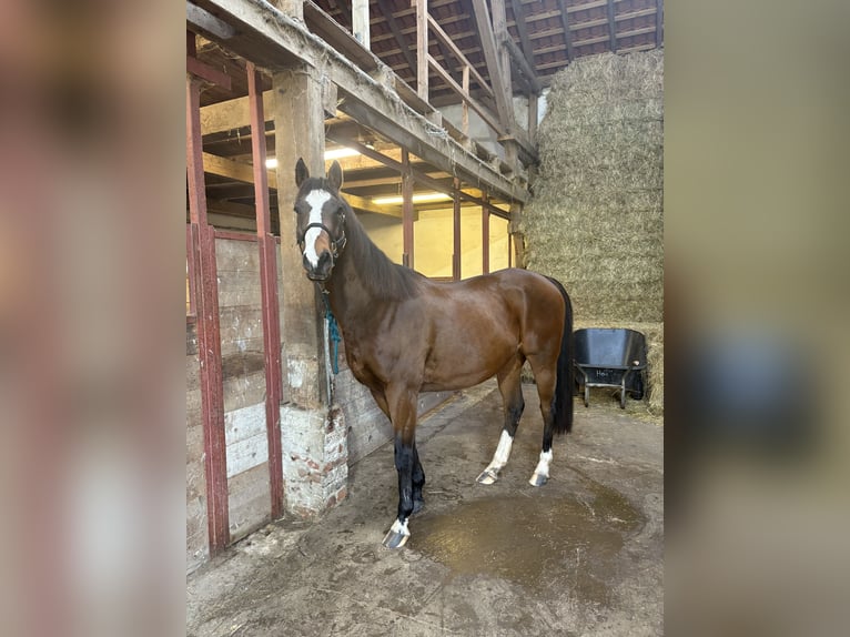 Franse draver Ruin 10 Jaar 163 cm Bruin in Detmold