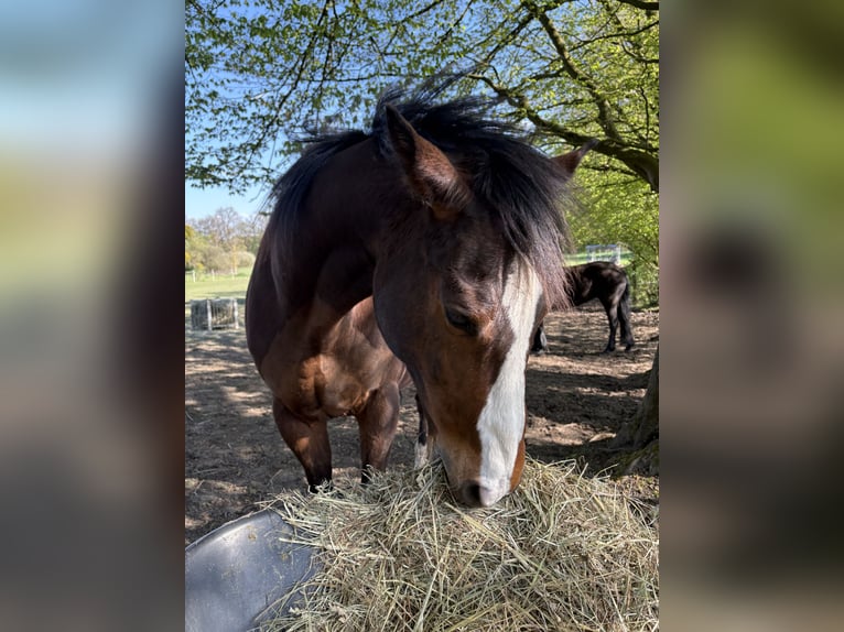 Franse draver Ruin 10 Jaar 163 cm Bruin in Detmold