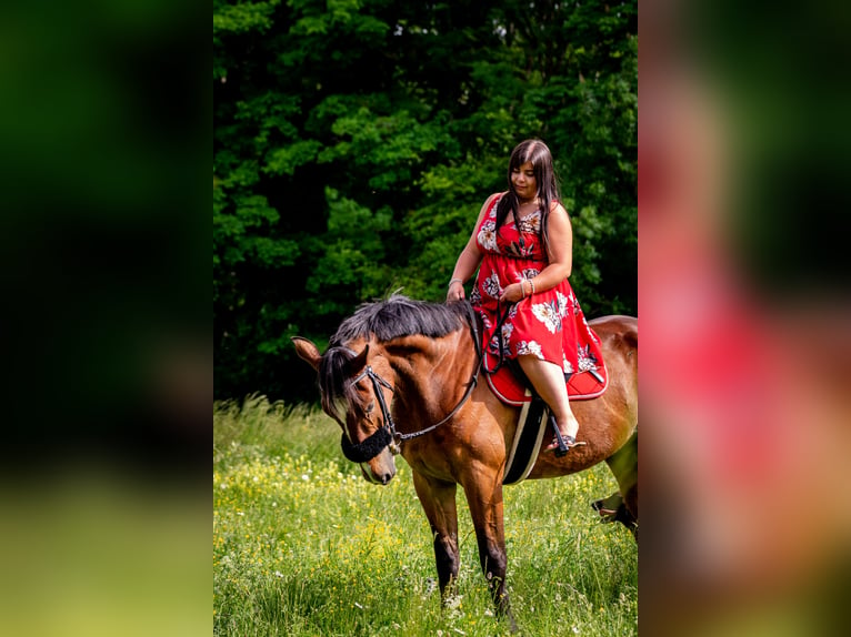 Franse draver Ruin 10 Jaar 167 cm Bruin in Dijon