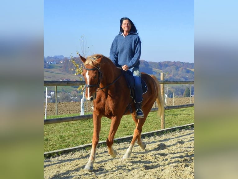 Franse draver Ruin 10 Jaar 170 cm Vos in Neusiedl am See