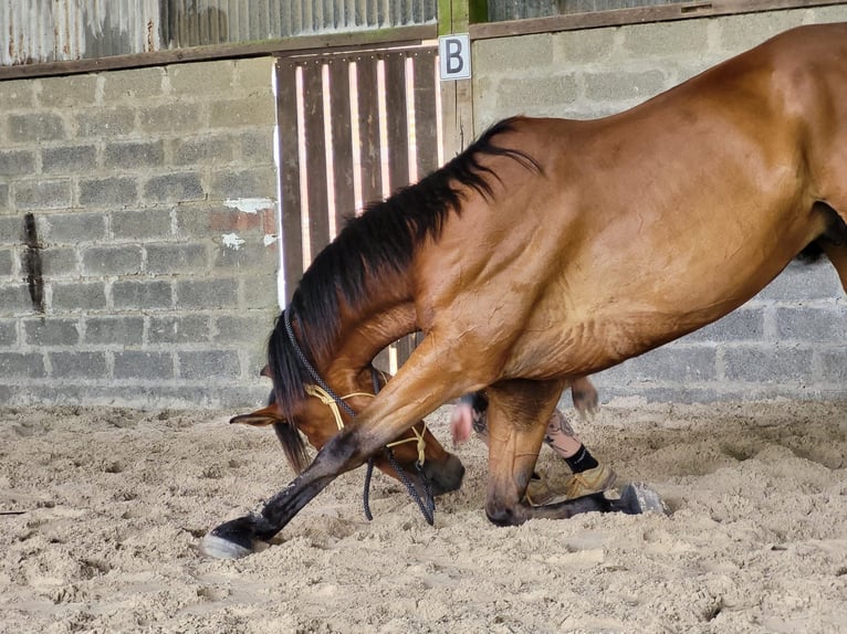 Franse draver Ruin 10 Jaar 175 cm Bruin in Oostkamp