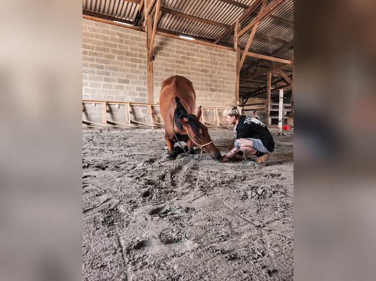 Franse draver Ruin 10 Jaar 175 cm Bruin in Oostkamp