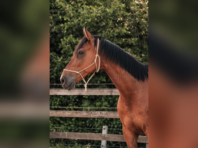 Franse draver Ruin 10 Jaar 175 cm Bruin in Oostkamp