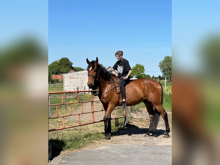 Franse draver Ruin 10 Jaar 175 cm Bruin in Oostkamp