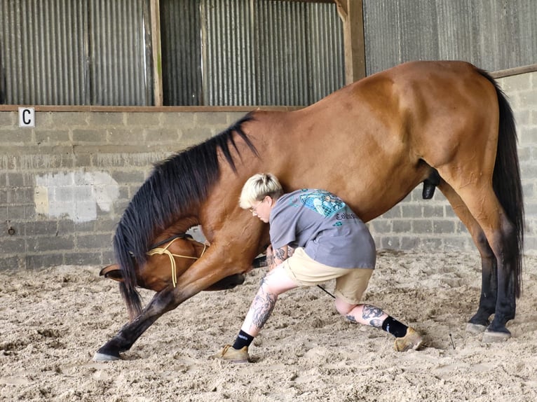 Franse draver Ruin 10 Jaar 175 cm Bruin in Oostkamp