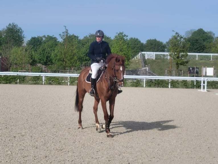 Franse draver Ruin 11 Jaar 162 cm Donkere-vos in Mesnil-en-Ouche