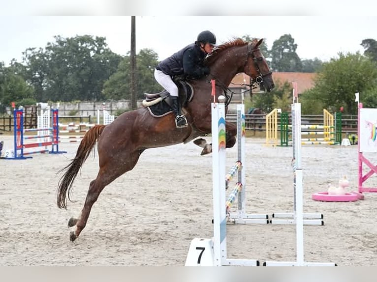 Franse draver Ruin 11 Jaar 162 cm Donkere-vos in Mesnil-en-Ouche