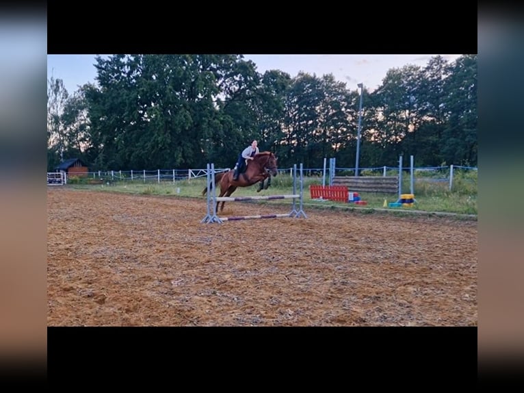 Franse draver Ruin 11 Jaar 165 cm Vos in skrzeszew