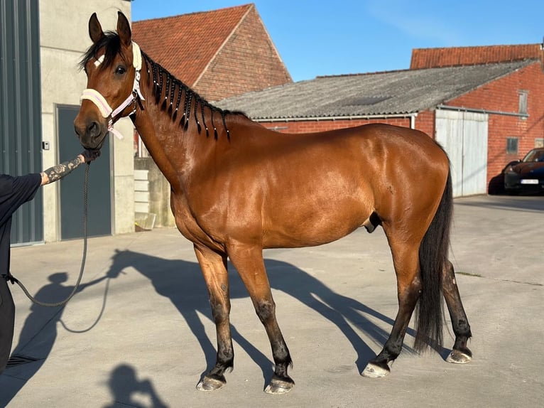 Franse draver Ruin 11 Jaar 175 cm Bruin in Oostkamp