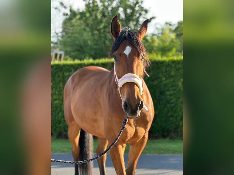 Franse draver Ruin 11 Jaar 175 cm Bruin in Oostkamp