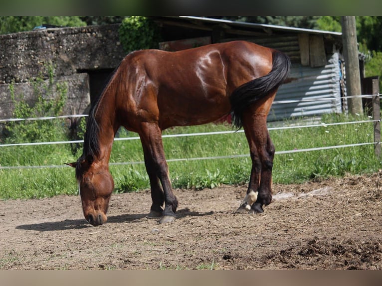 Franse draver Ruin 11 Jaar 177 cm Bruin in Cruas