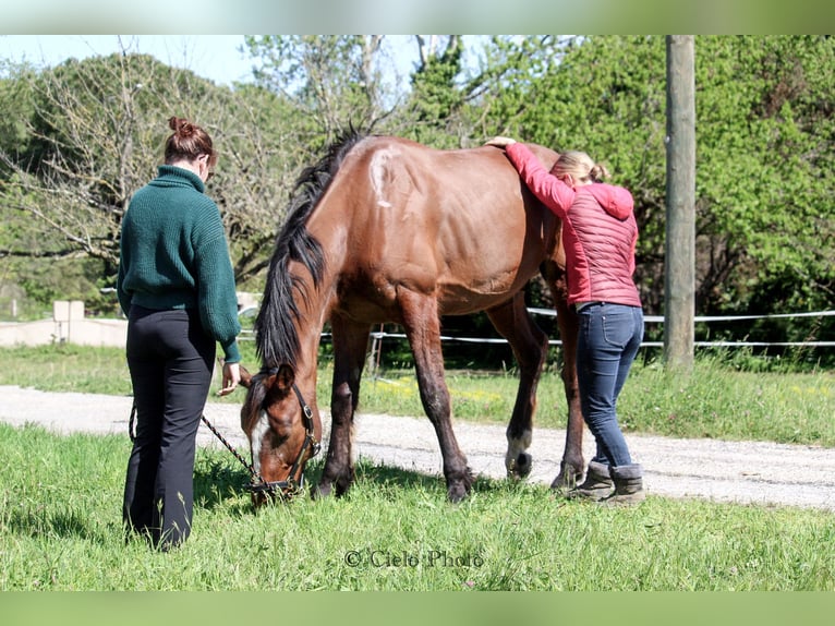 Franse draver Ruin 11 Jaar 177 cm Bruin in Cruas