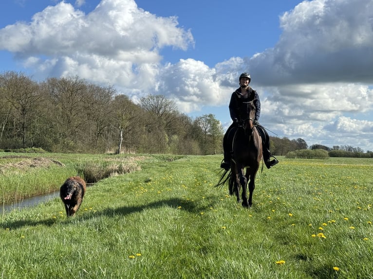 Franse draver Ruin 11 Jaar in Nijeholtpade