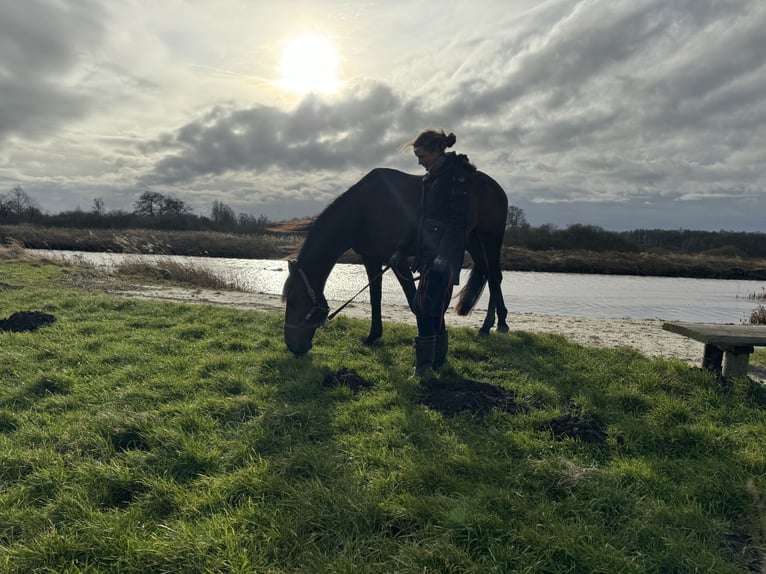 Franse draver Ruin 11 Jaar in Nijeholtpade