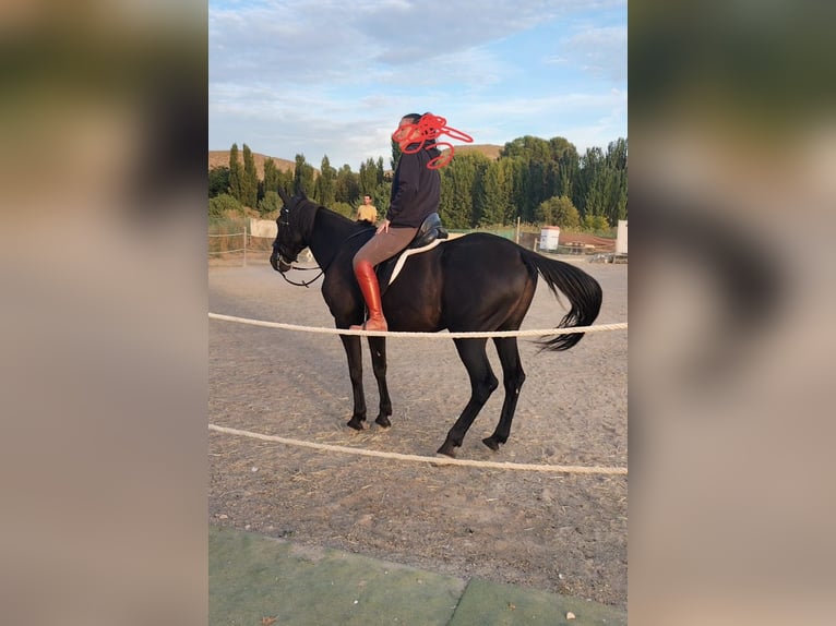 Franse draver Ruin 12 Jaar 165 cm Zwart in Ocaña