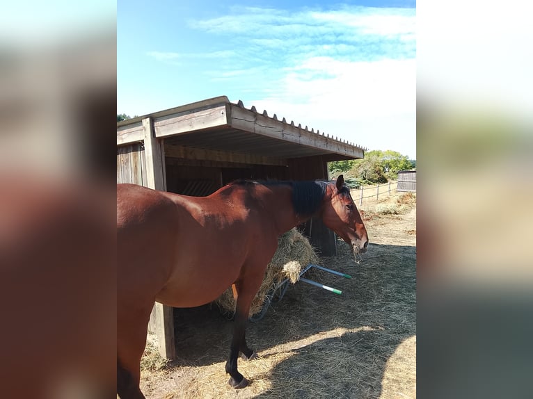 Franse draver Ruin 12 Jaar 180 cm Bruin in CHENEHUTTE