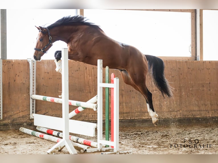 Franse draver Ruin 13 Jaar 167 cm Bruin in Gladbeck